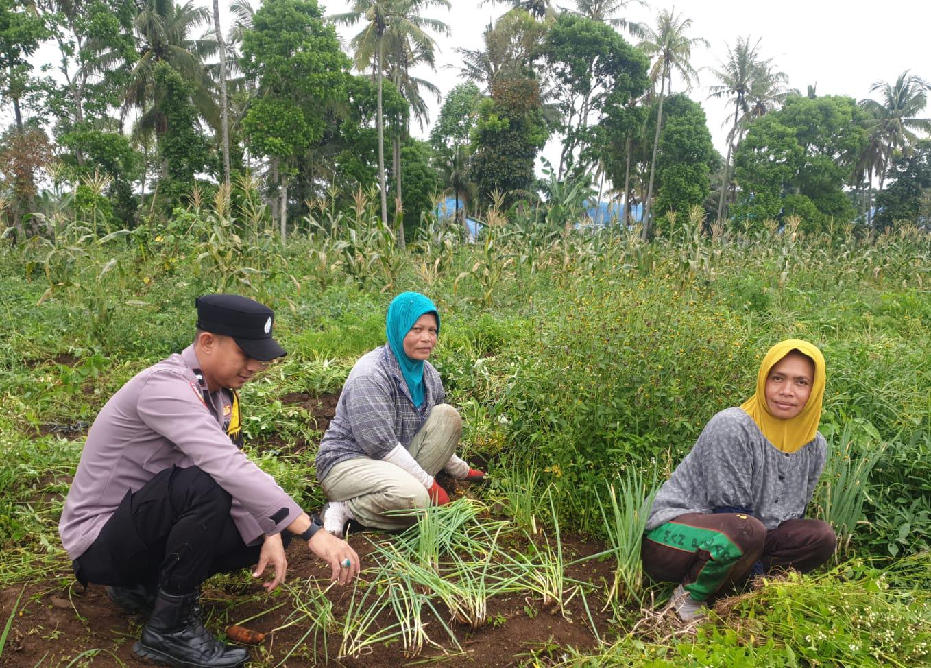 Aipda Hendri Oktarian Pantau Pekarangan Cabai dan Daun Bawang Warga, Polres Pagar Alam Terus Dukung Ketahanan Pangan