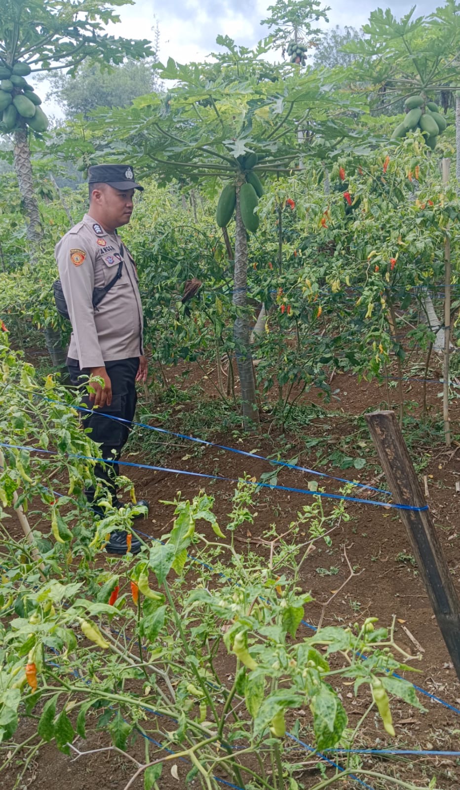 Polsek Jarai Monitoring Program 1 Pekarangan Bergizi, Dorong Pemanfaatan Pekarangan Produktif untuk Ketahanan Pangan