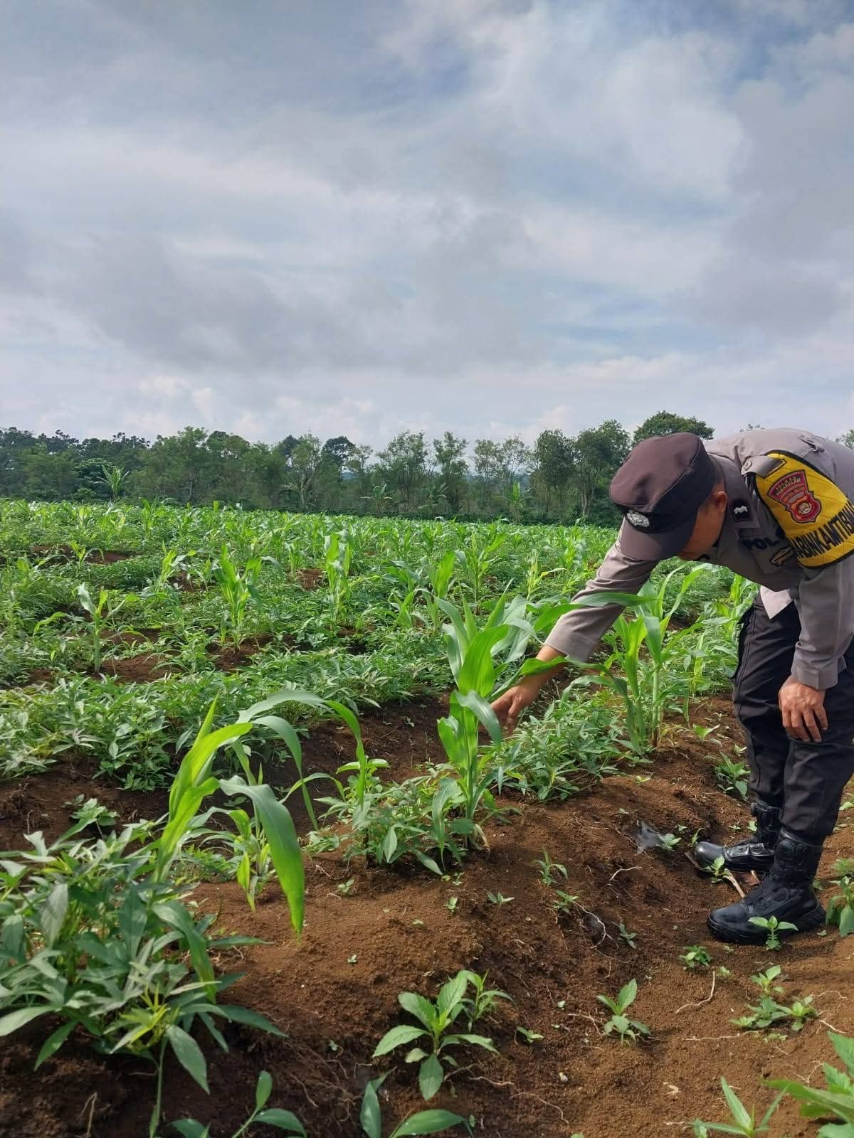 Bhabinkamtibmas Pantau Perkembangan Kebun Jagung Warga, Wujudkan Dukungan Polri terhadap Ketahanan Pangan