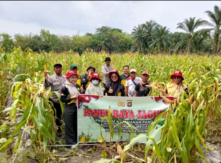 Semangat Swasembada Pangan Menggema di Desa Bulang! Polsek Gunung Megang Bersama Petani Panen Jagung Kuartal II, Wujud Nyata Ketahanan Pangan untuk Indonesia
