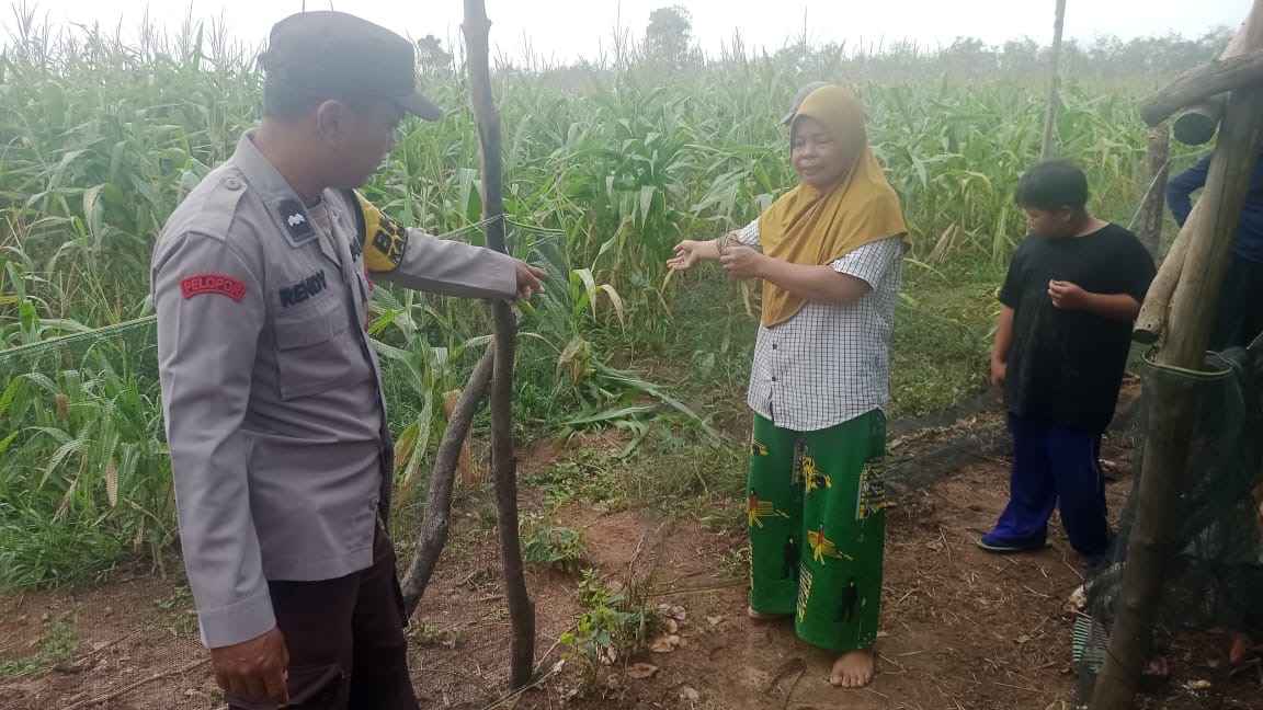 Polsek Muara Kuang Perkuat Ketahanan Pangan, Monitoring Lahan Jagung Pipil Bersama Masyarakat