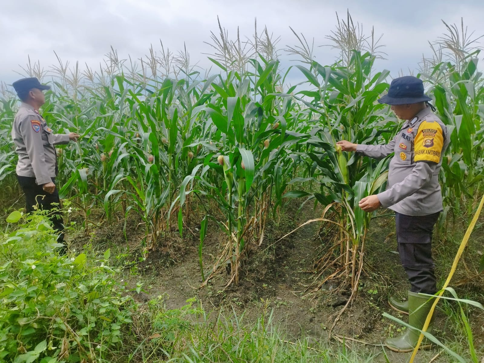 Polsek Indralaya Ogan ilir Perkuat Ketahanan Pangan, Polisi Penggerak Pantau Lahan Jagung Pipil di Desa Lorok