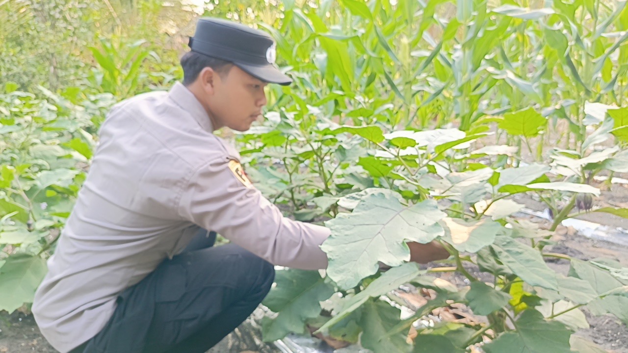 Dukung Ketahanan Pangan Nasional, Polsek Tanjung Raja Panen Jagung Pipil Bersama Masyarakat Desa Belanti