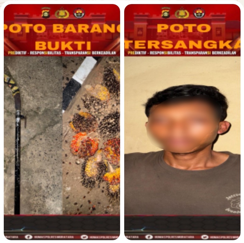 Panen Sawit Tanpa Izin di Lahan PT Lonsum BHE, Pria di Muratara Diamankan Polisi
