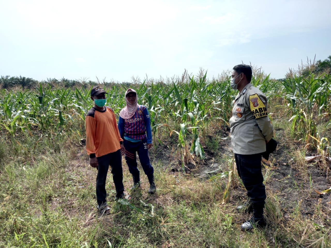 Polsek Indralaya Ogan ilir Monitoring Lahan Jagung di Pulau Kabal, Dukung Program Ketahanan Pangan Nasional