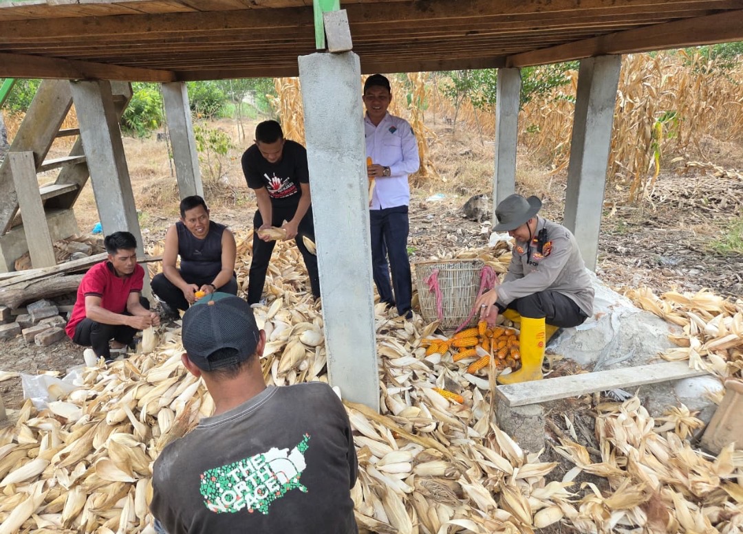 Polsek Muara Kuang Ogan ilir Bersama Pemerintah Desa Ibul Dalam Panen Jagung, Dukung Program Ketahanan Pangan
