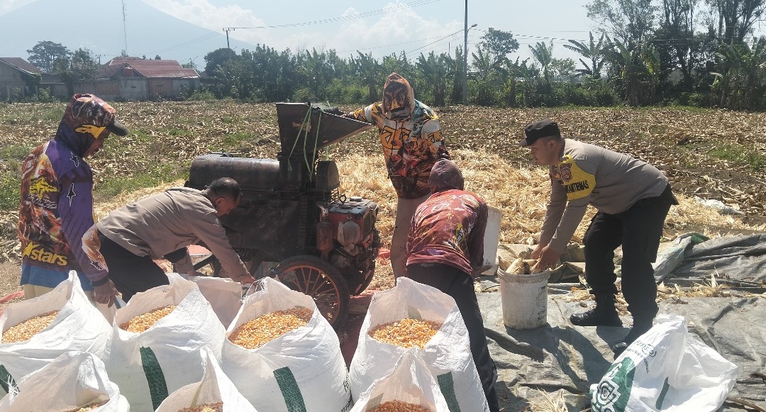 Bhabinkamtibmas Polres Pagar Alam Dorong Pemanfaatan Lahan Produktif, Panen jagung mencapai 3 Ton