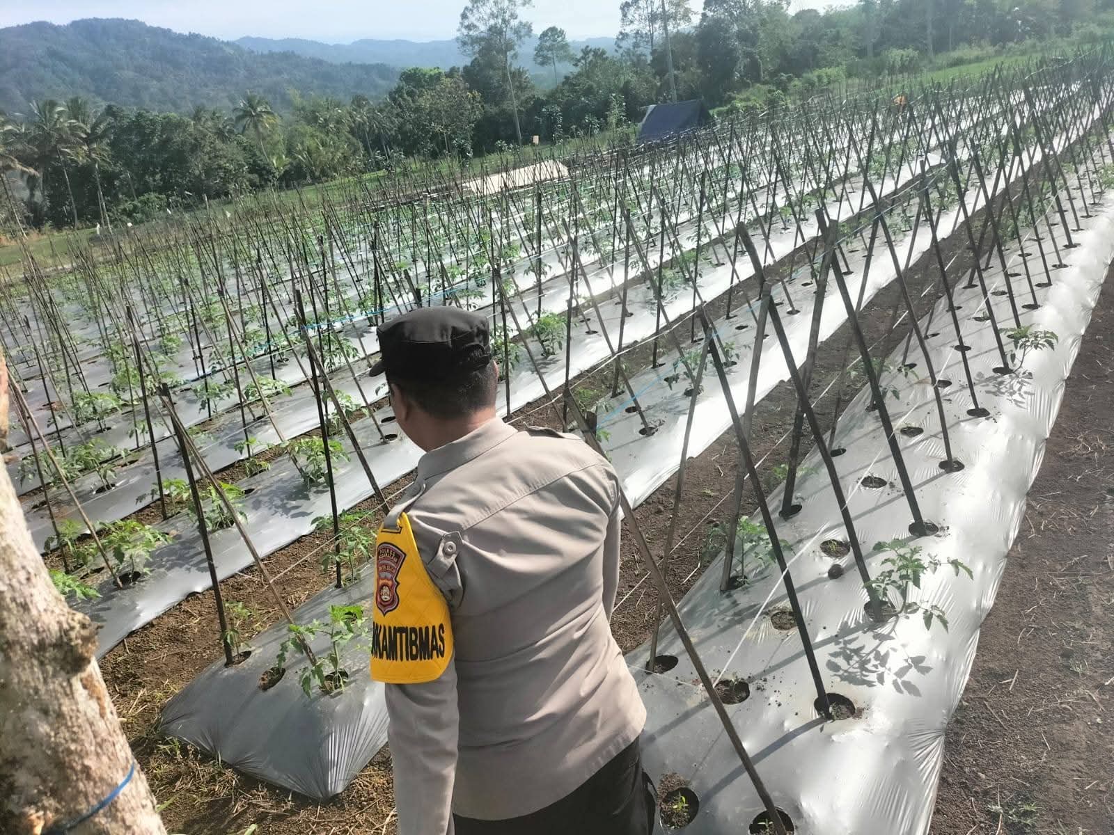 Polsek Pagar Alam Selatan Pantau Kebun Cabai dan Tomat Warga, Perkuat Ketahanan Pangan Masyarakat
