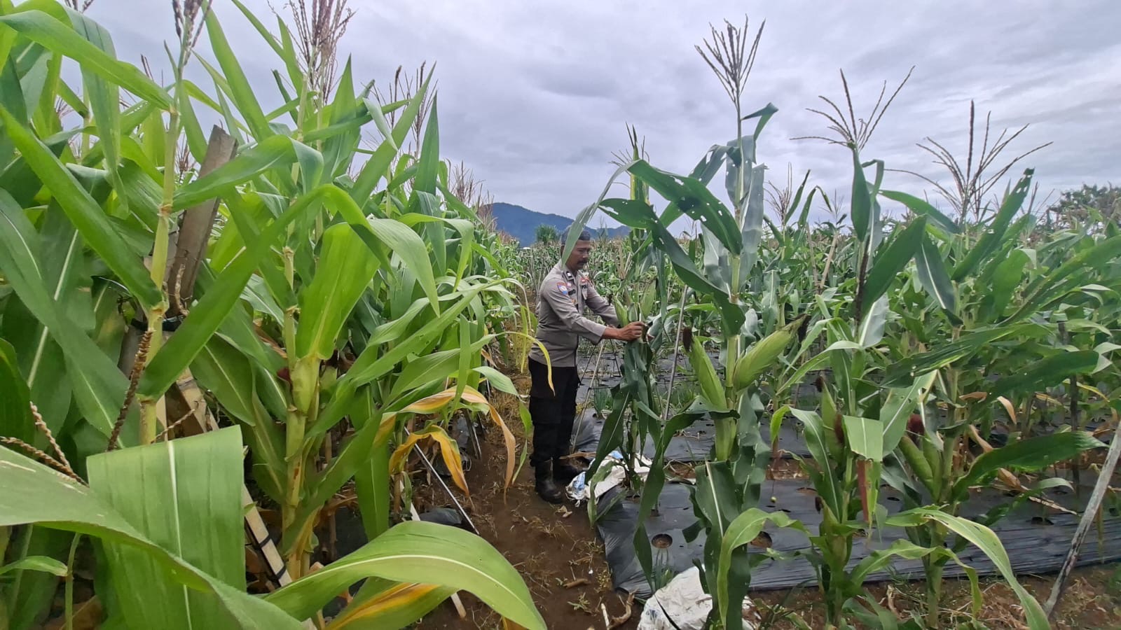 JAGUNG MULAI MENGUNING, KETAHANAN PANGAN POLSEK SDL TUNJUKKAN HASIL NYATA DI PAGAR AGUNG