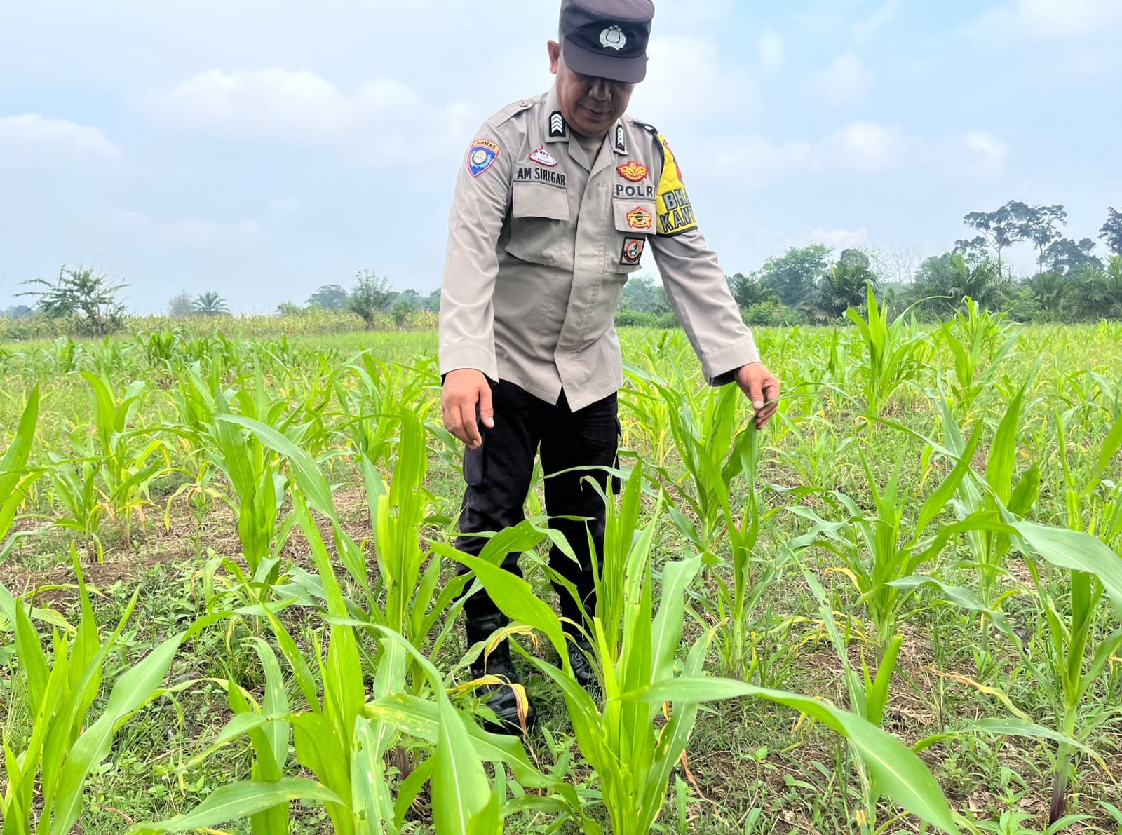 Polsek Kikim Timur Lakukan Pengecekan Perkembangan Lahan Jagung, Wujud Komitmen Dukung Ketahanan Pangan Nasional