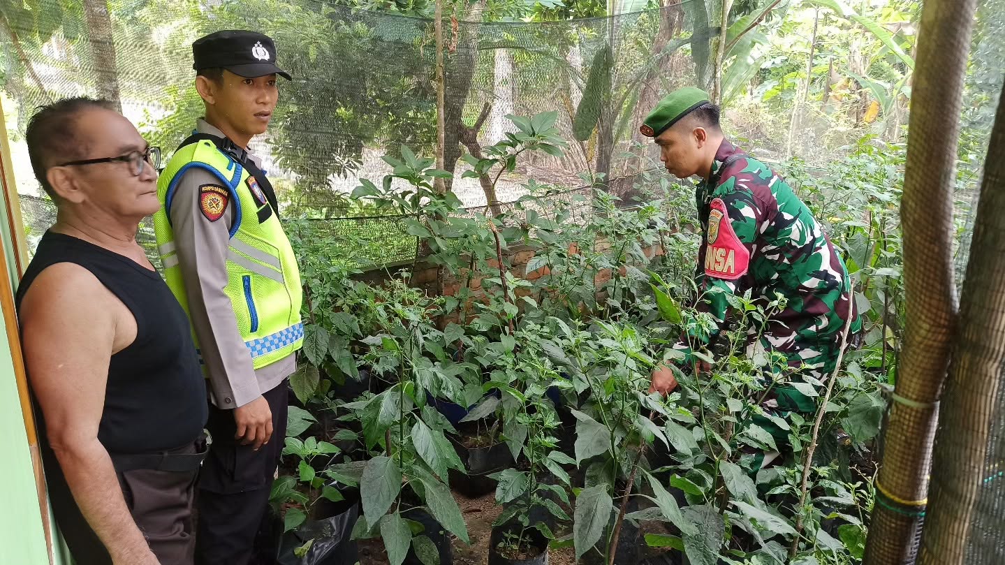 Dukung Ketahanan Pangan, Bhabinkamtibmas Bersama Babinsa Desa Batu Putih Dorong Warga Manfaatkan Pekarangan Rumah