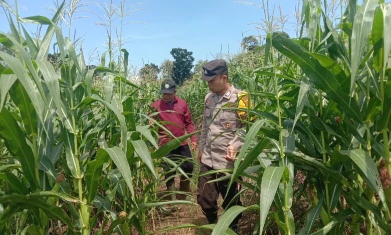 Bhabinkamtibmas Polsek Sosoh Buay Rayap Polres Oku Sambangi Warga dan Cek Perkembangan Tanaman Jagung Binaan