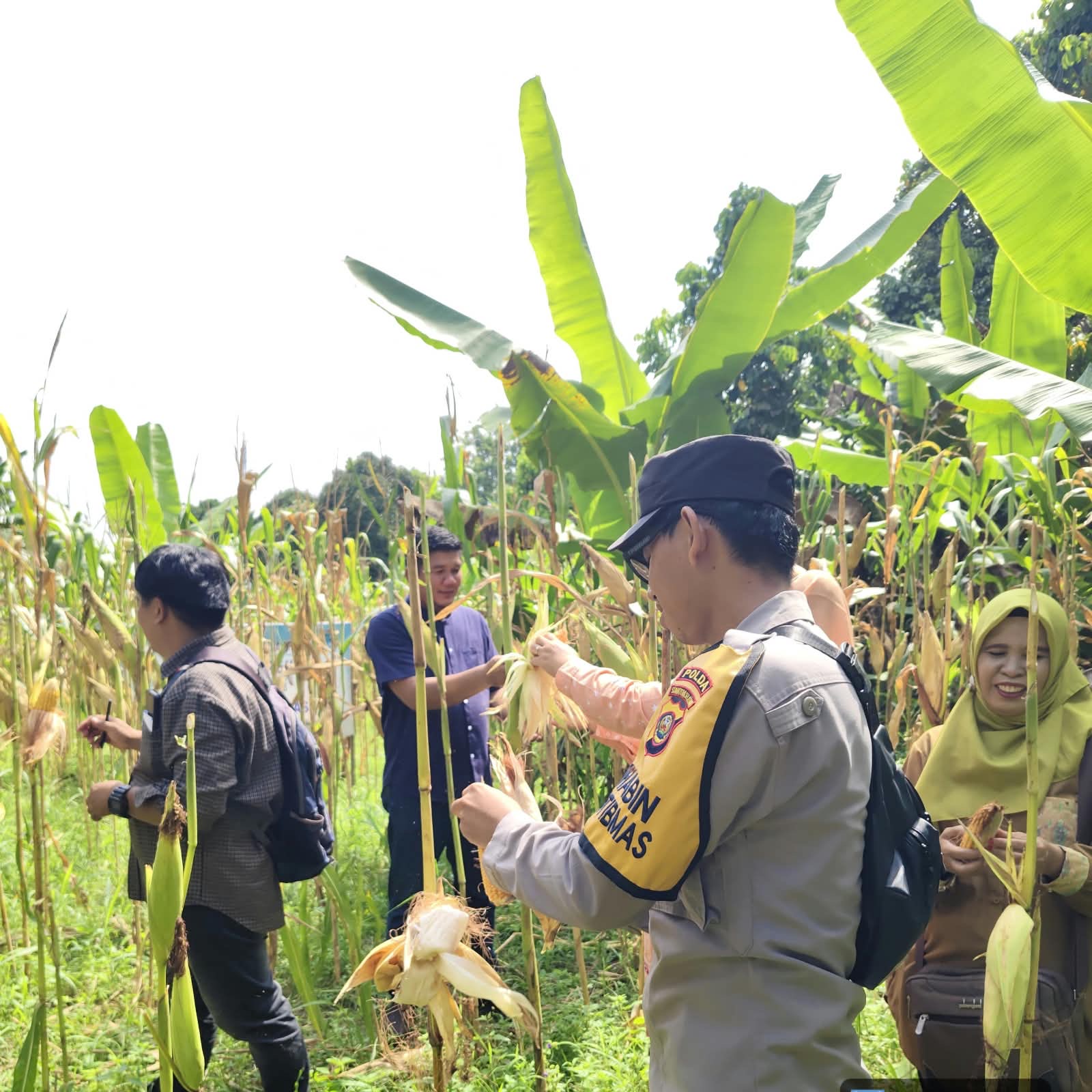 Dukung Ketahanan Pangan Nasional, Polsek Tanjung Raja Ogan ilir Panen Jagung Bersama Kelompok Tani