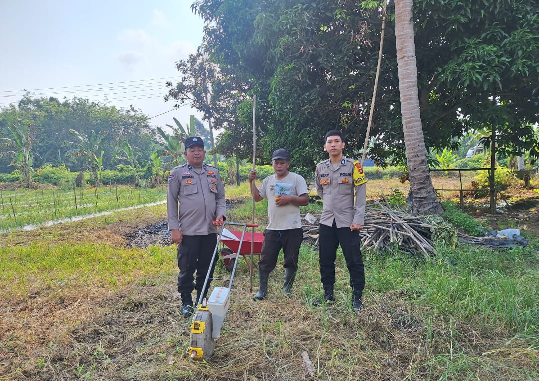 Bhabinkamtibmas Polsek Rawas Ulu Bersama Warga Tanam Jagung, Dukung Ketahanan Pangan dan Pemberdayaan Masyarakat