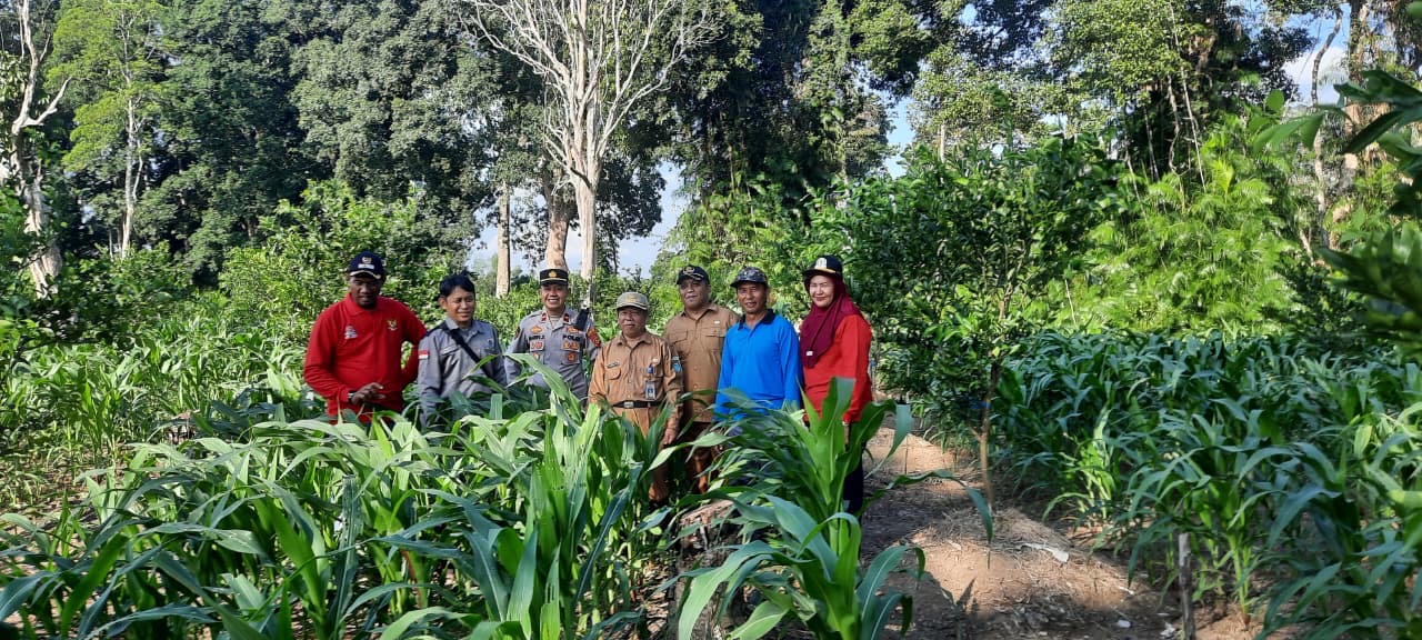 Polsek Muara Kuang Polres Ogan Ilir Monitoring Lahan Jagung, Dukung Ketahanan Pangan Nasional