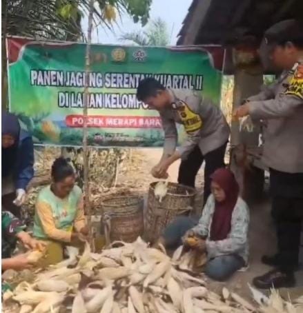 Panen Jagung di Lahan 1 Hektare Desa Tanjung Pinang, Polsek Merapi Barat Raih Hasil 500 Kilogram