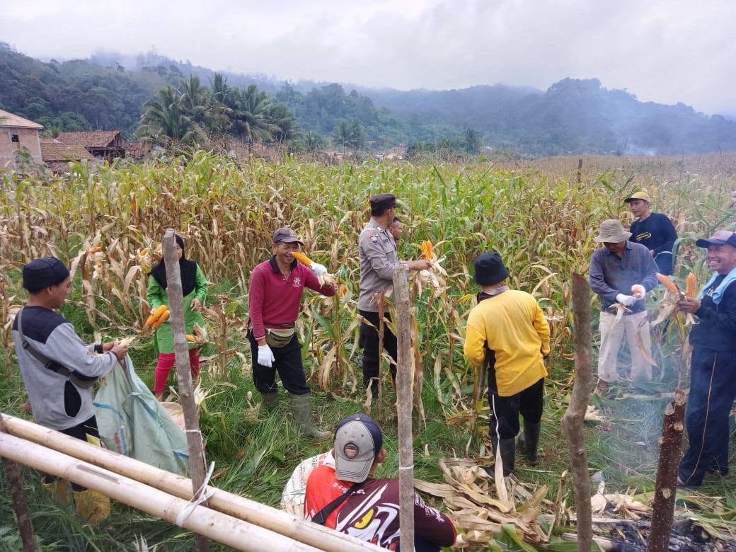 Polsek Ulu Ogan Dampingi Panen Jagung, Dorong Ketahanan Pangan di Tingkat Desa