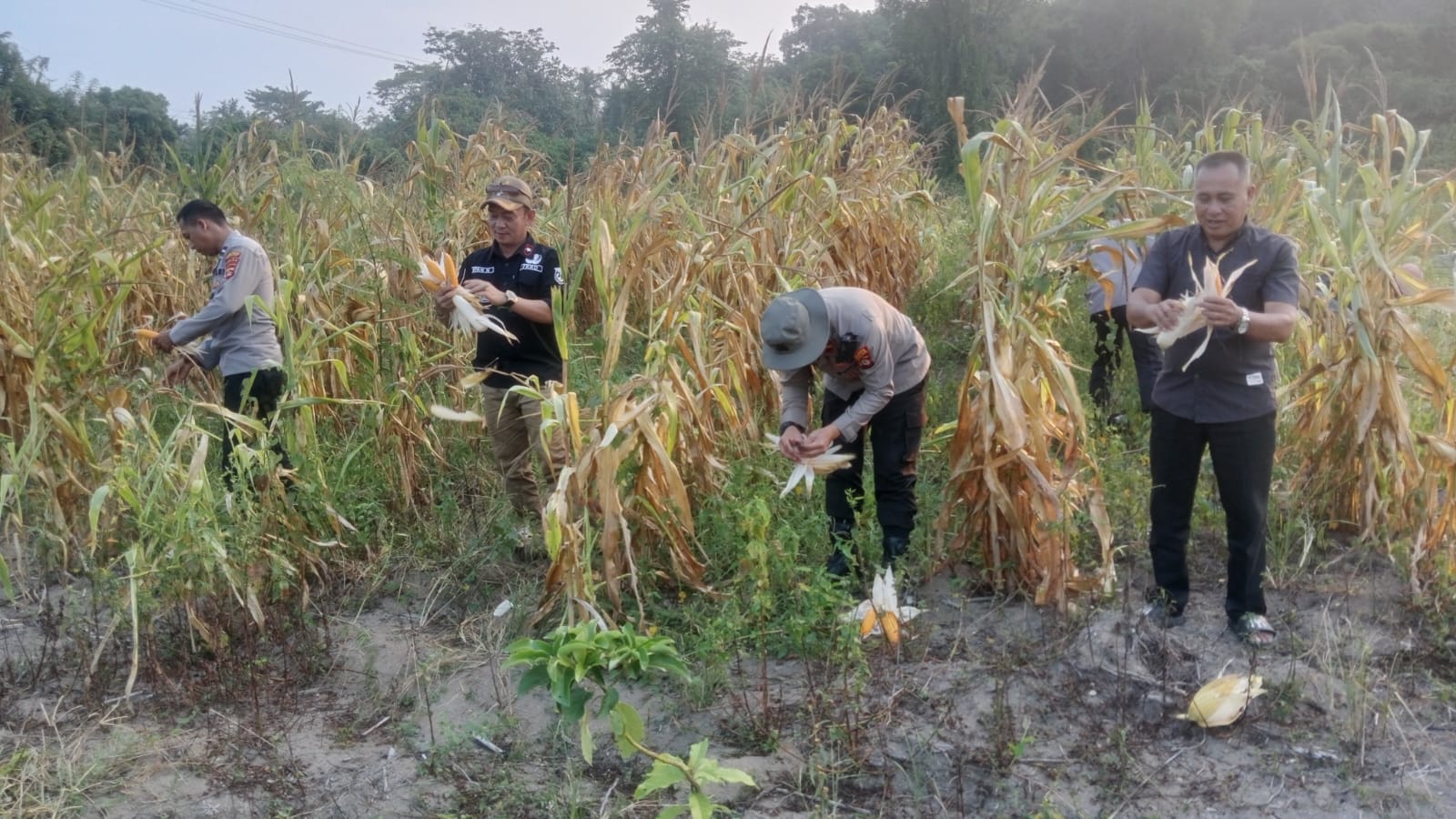 Polsek Muara Kuang Bersama Masyarakat Perkuat Ketahanan Pangan Melalui Monitoring Lahan Jagung