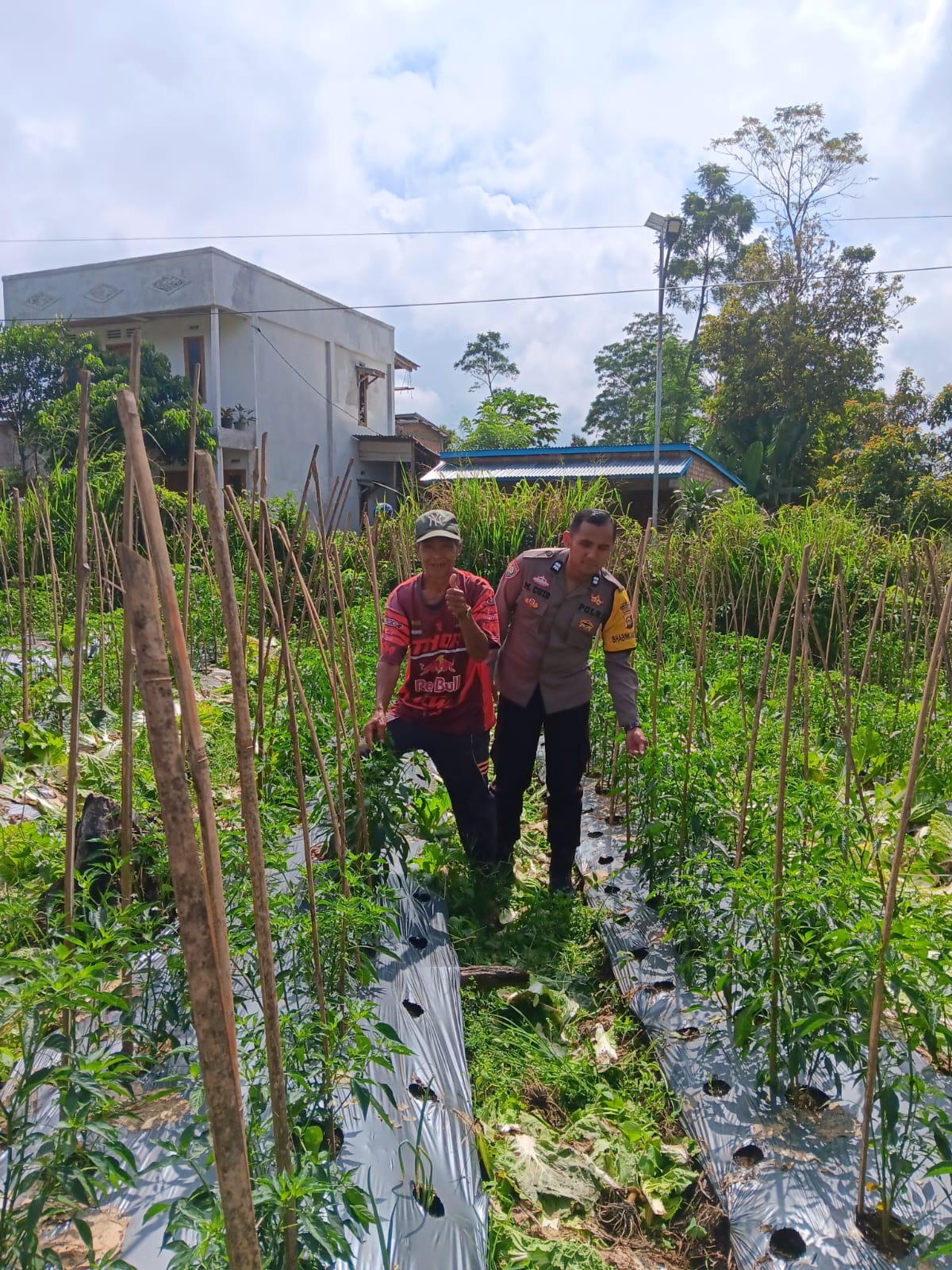 Polri Dorong Ketahanan Pangan, Bhabinkamtibmas Monitoring Lahan Jagung dan Cabai