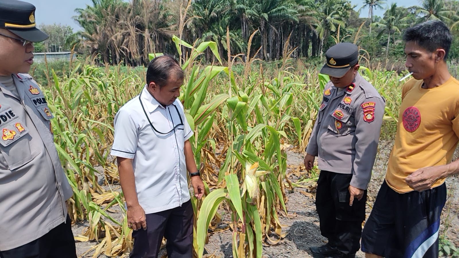 Musim Kemarau Panjang, Polisi dan Dinas TPHP Cek Tanaman Jagung di Desa Kepur