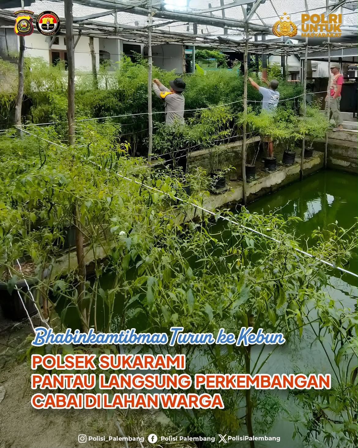 Dukung Swasembada Pangan, Polsek Sukarami Monitoring Perkembangan Lahan Cabai Warga