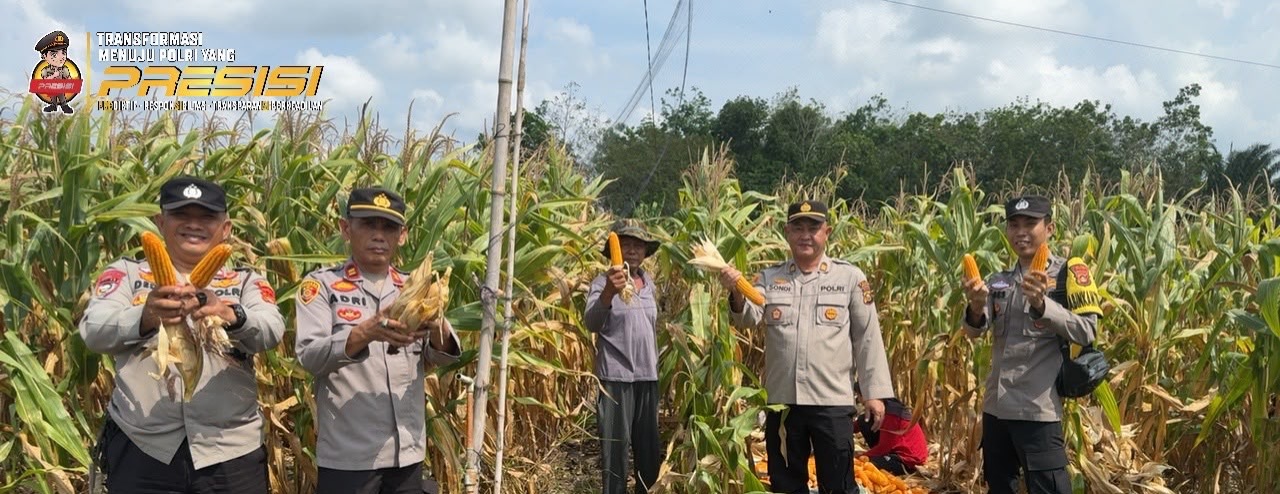 Polsek Tanjung Raja Bersama Gapoktan Panen Jagung, Dukung Ketahanan Pangan Nasional
