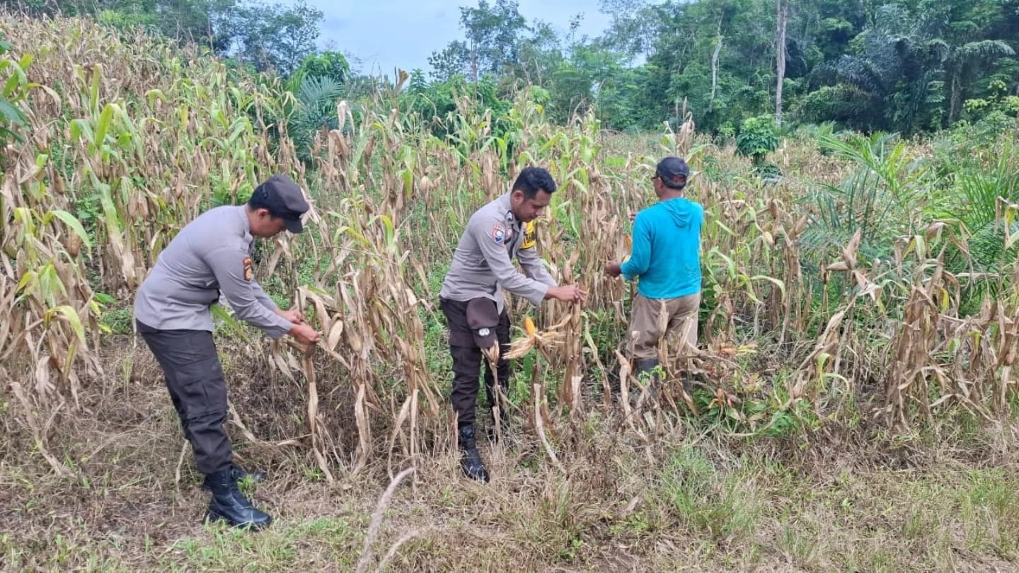 Bhabinkamtibmas Polsek Lubuk Raja Sambangi Kebun Jagung Warga, Dukung Ketahanan Pangan