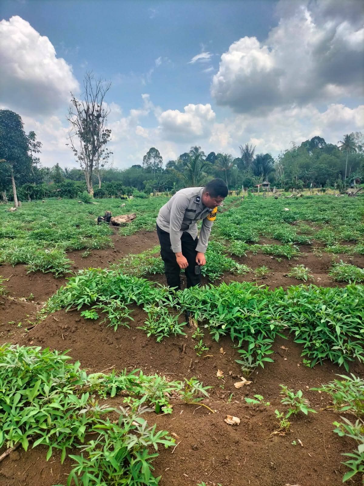 Bhabinkamtibmas Monitoring Tanaman Jagung Warga, Perkuat Dukungan Ketahanan Pangan