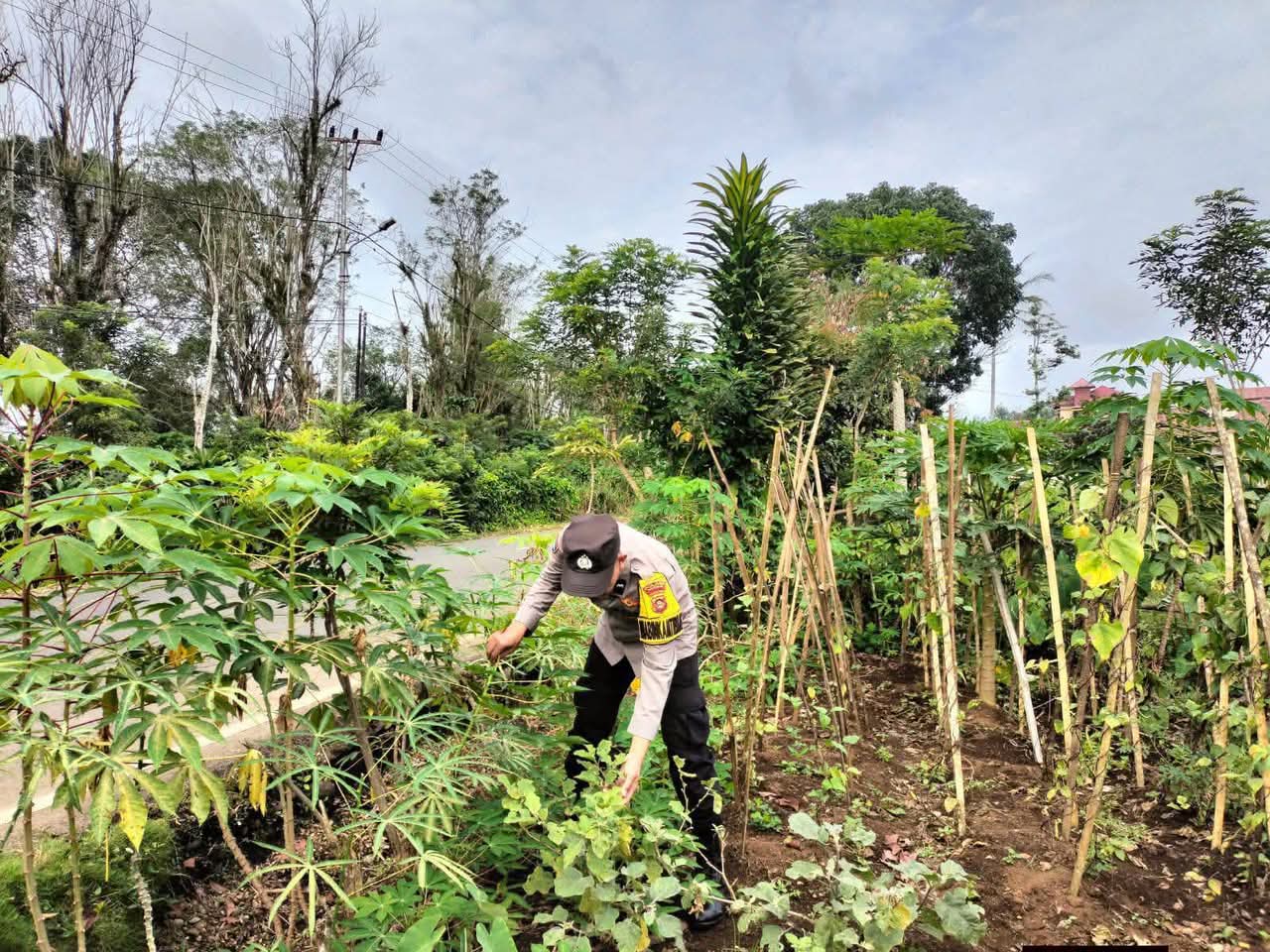 Polsek Dempo Utara Pantau Budidaya Cabai dan Kacang Panjang, Perkuat Ketahanan Pangan