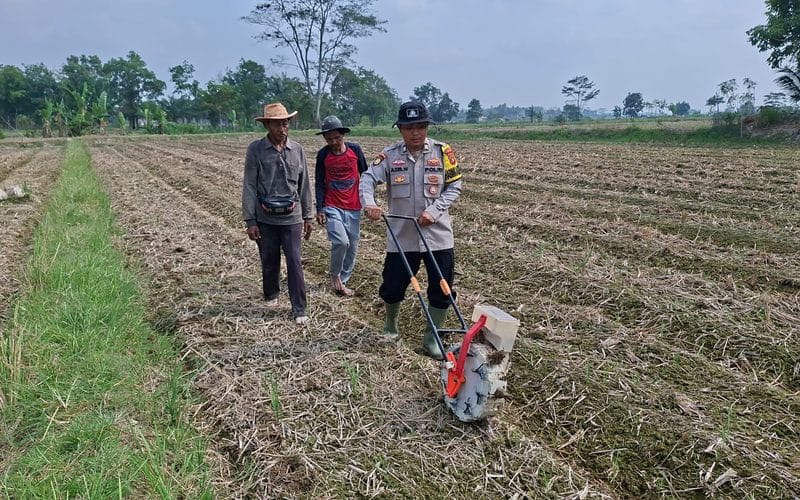 Tingkatkan Ketahanan Pangan Kuartal III, Bhabinkamtibmas Polsek Belitang II Ikut Tanam Jagung di Sidowaluyo