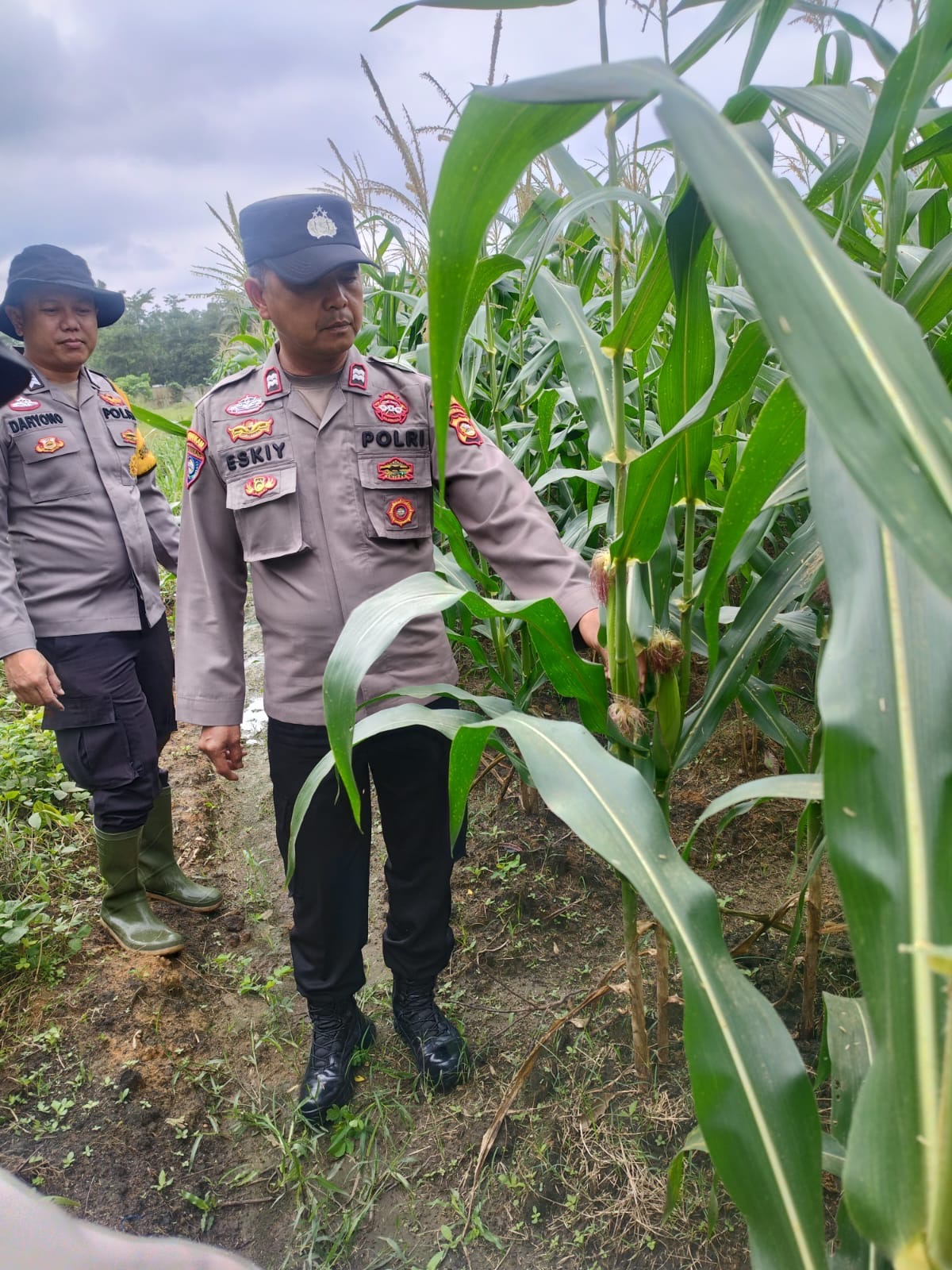 Polres Ogan Ilir melalui Polsek Indralaya Monitoring Lahan Jagung di Desa Lorok, Dukung Ketahanan Pangan Nasional