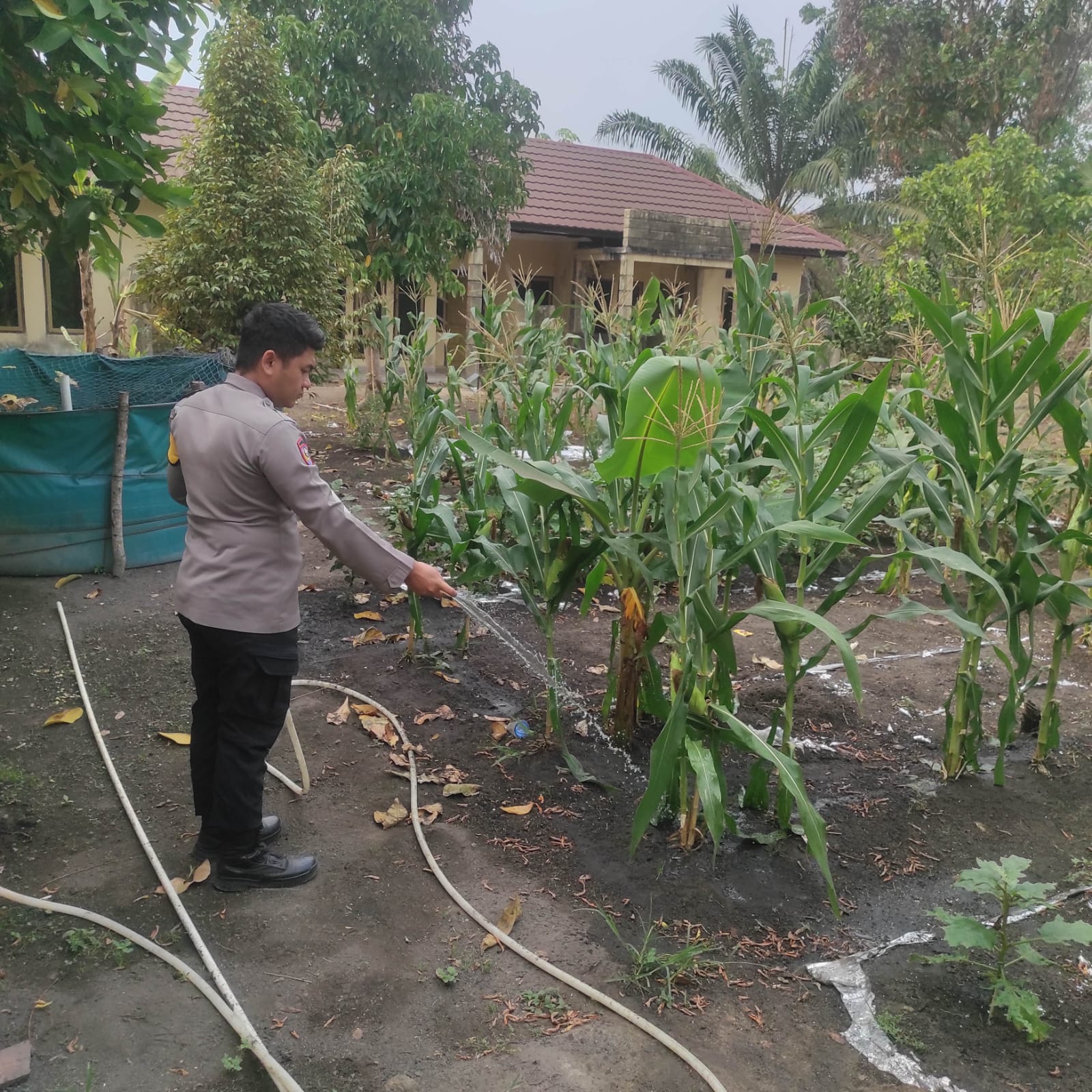 Polsek Rantau Alai Ogan ilir Monitoring Pekarangan Bergizi, Dukung Program Ketahanan Pangan