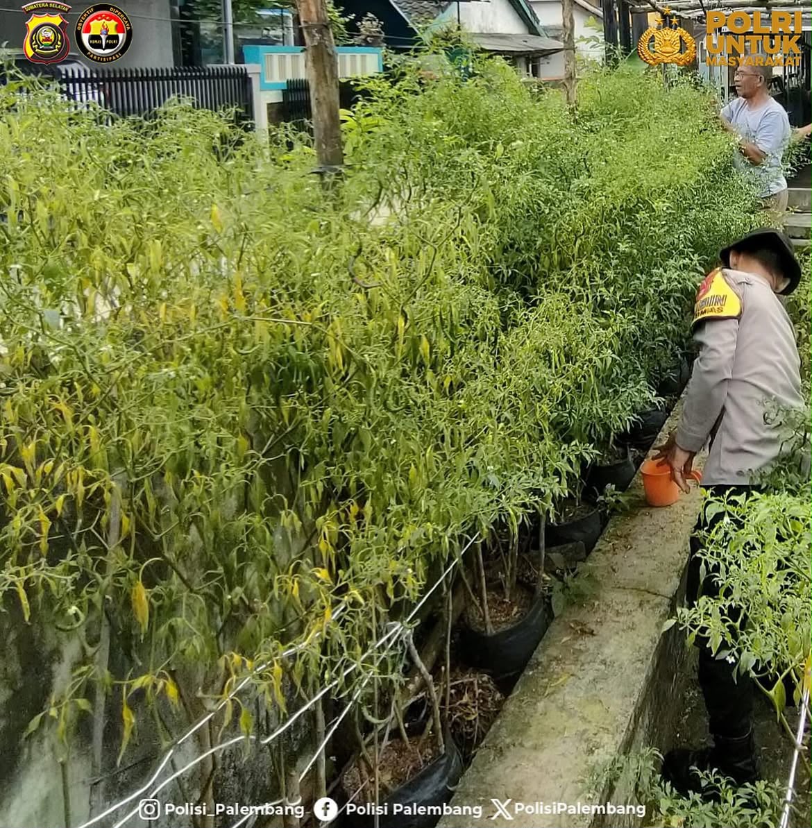 Dukung Ketahanan Pangan, Bhabinkamtibmas Sukarami Pantau Lahan Cabai Milik Warga