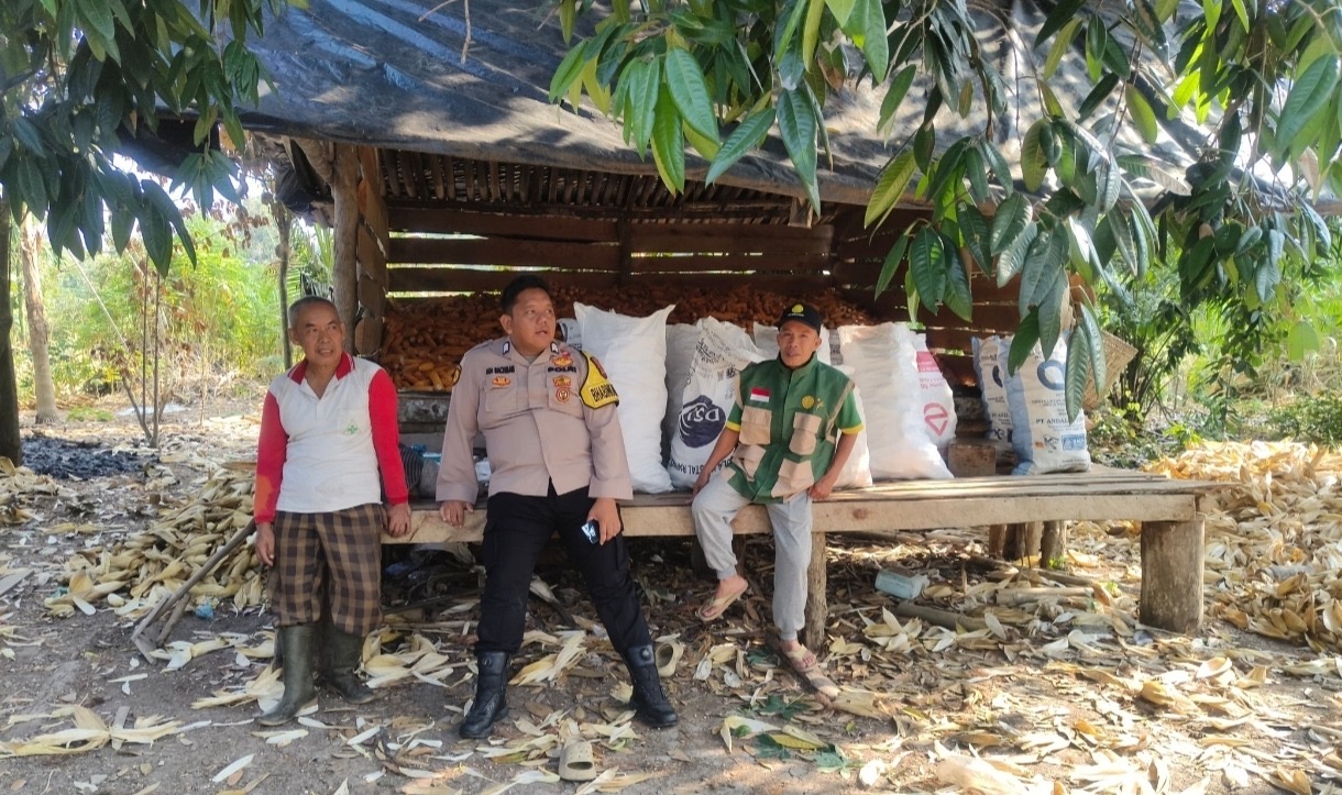 Bhabinkamtibmas Polsek Peninjauan Sambangi Kebun Jagung Warga, Imbau Tidak Buka Lahan dengan Cara Dibakar