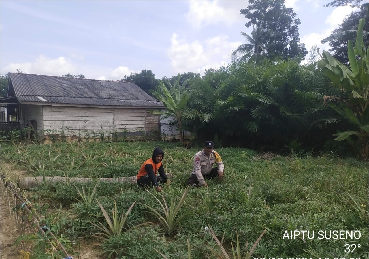 "Bhabinkamtibmas Polsek Tungkal Ilir Desa Bumi Serdang Aiptu Aiptu Suseno, Dorong Masyarakat Manfaatkan Pekarangan Untuk Dukung Swasembada Pangan".