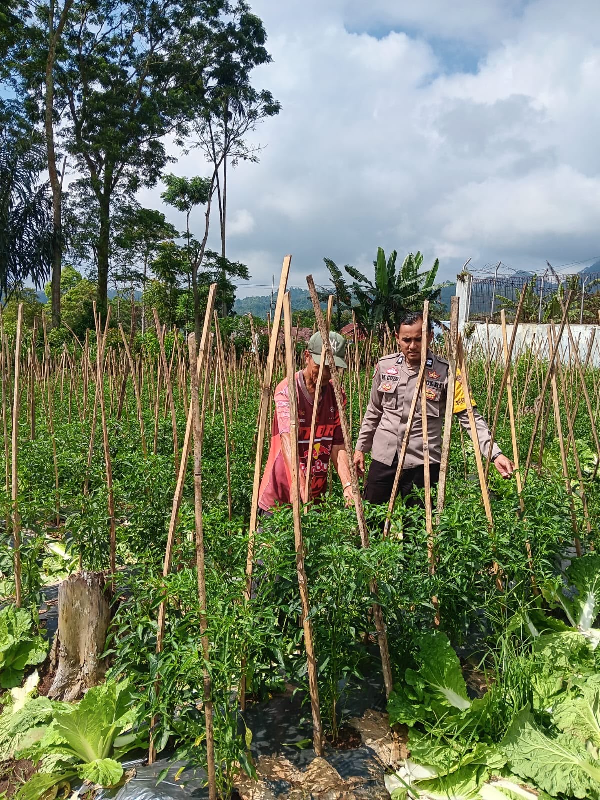 Polri Perkuat Ketahanan Pangan, Bhabinkamtibmas Pantau Lahan Jagung dan Cabai di Dempo Utara