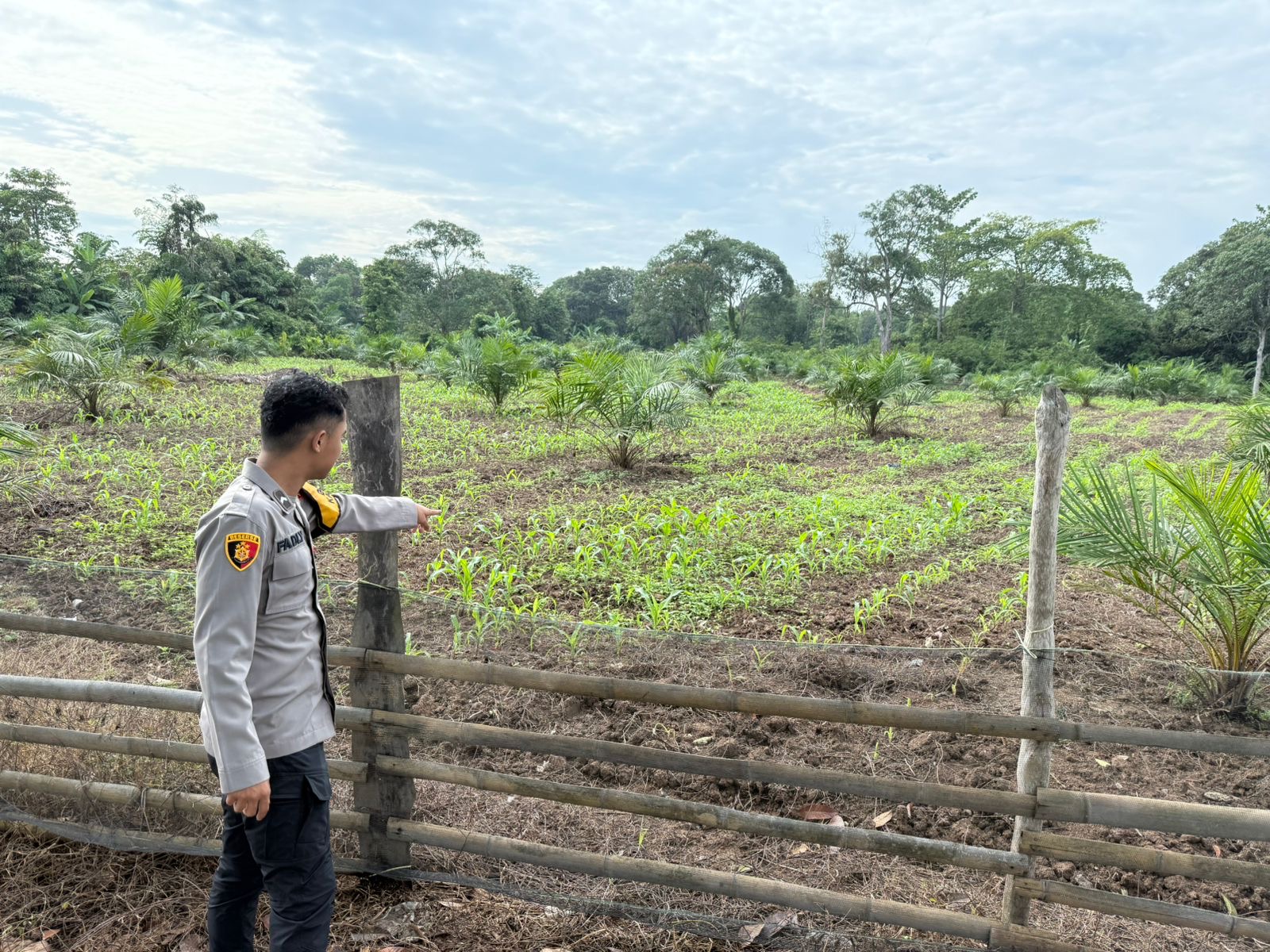 Polsek Indralaya Ogan Ilir Perkuat Program Ketahanan Pangan, Bhabinkamtibmas Monitoring Lahan Jagung di Talang Aur