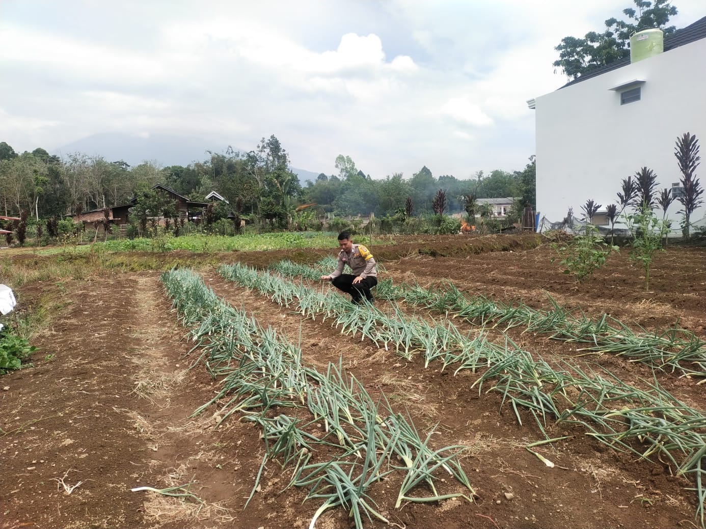 Polsek Pagar Alam Selatan Lakukan Monitoring Lahan Jagung dan Daun Bawang untuk Dukung Program Ketahanan Pangan
