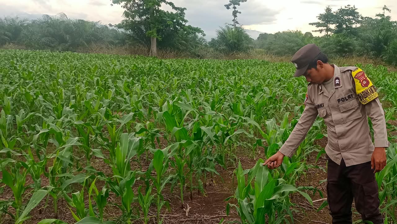 Polsek Pseksu Cek Perkembangan Tanaman Jagung Seluas Satu Hektare di Desa Penandingan