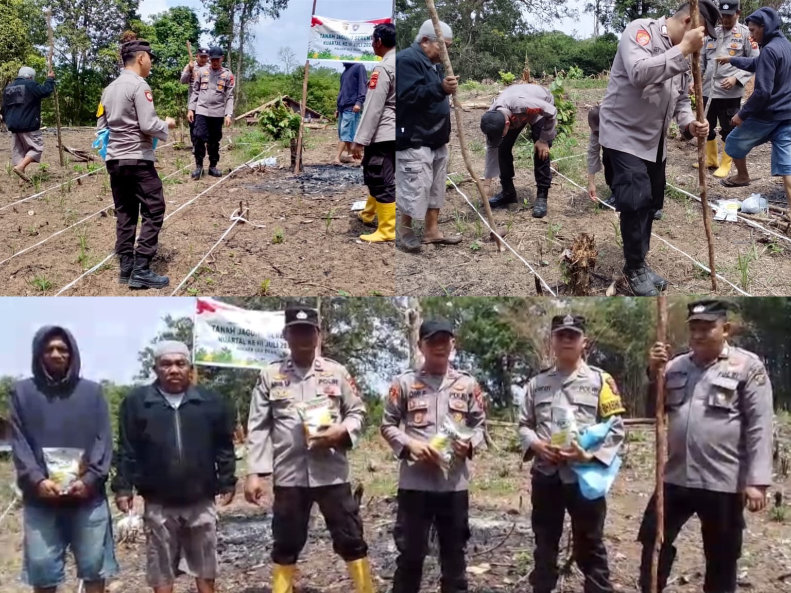 Polsek Lubuk Batang Dukung Ketahanan Pangan, Tanam Jagung Kuartal III di Lahan 2 Hektare Desa Belatung