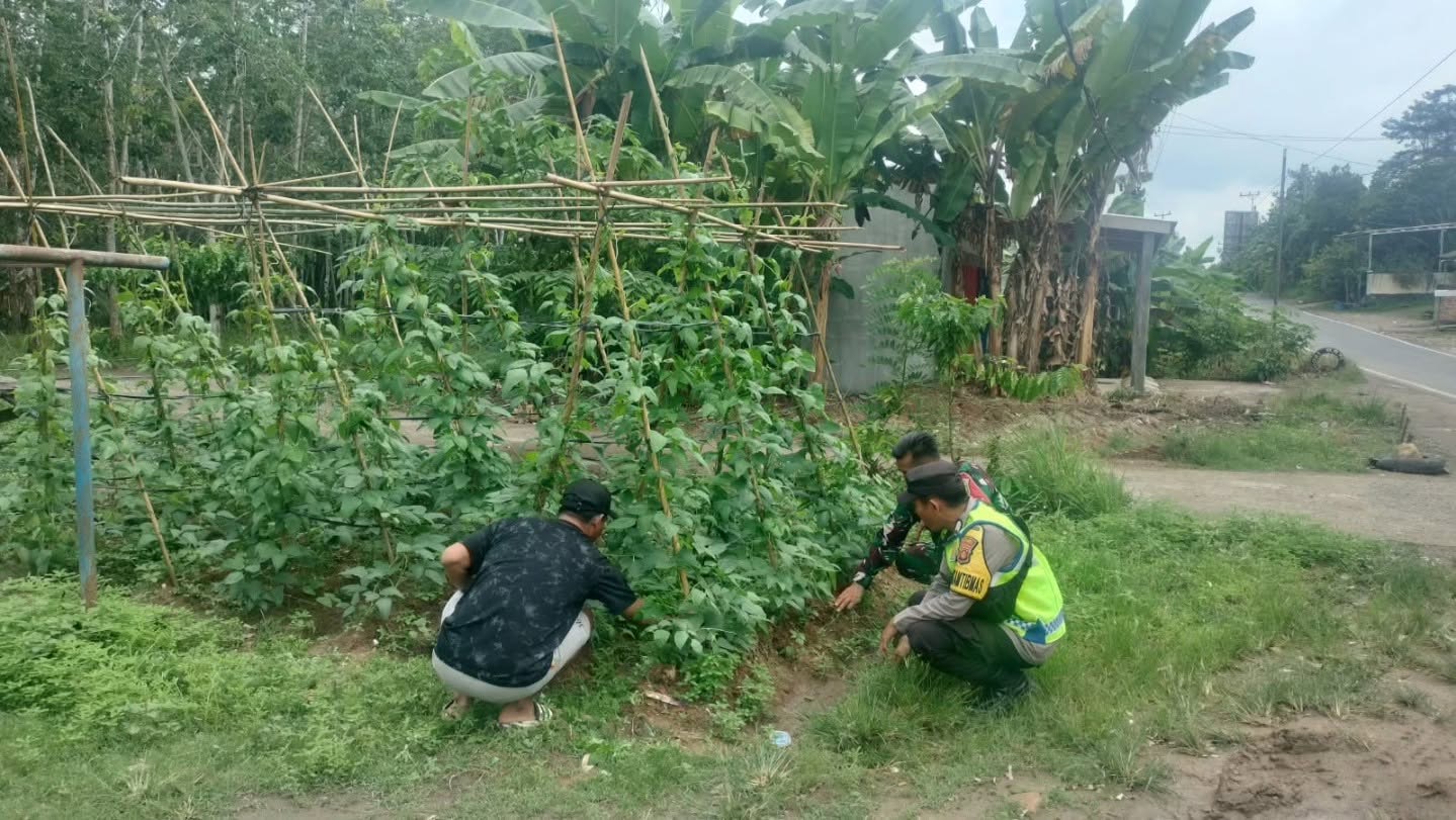 Sinergi Bhabinkamtibmas Polres OKU Bersama Babinsa Sambangi Lahan Ketahanan Pangan Warga