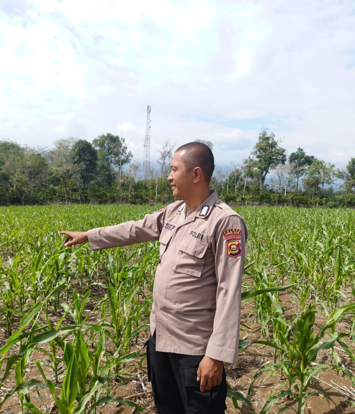 Polsek Dempo Selatan Dukung Ketahanan Pangan, Kanit Binmas Pantau Tanaman Jagung Warga