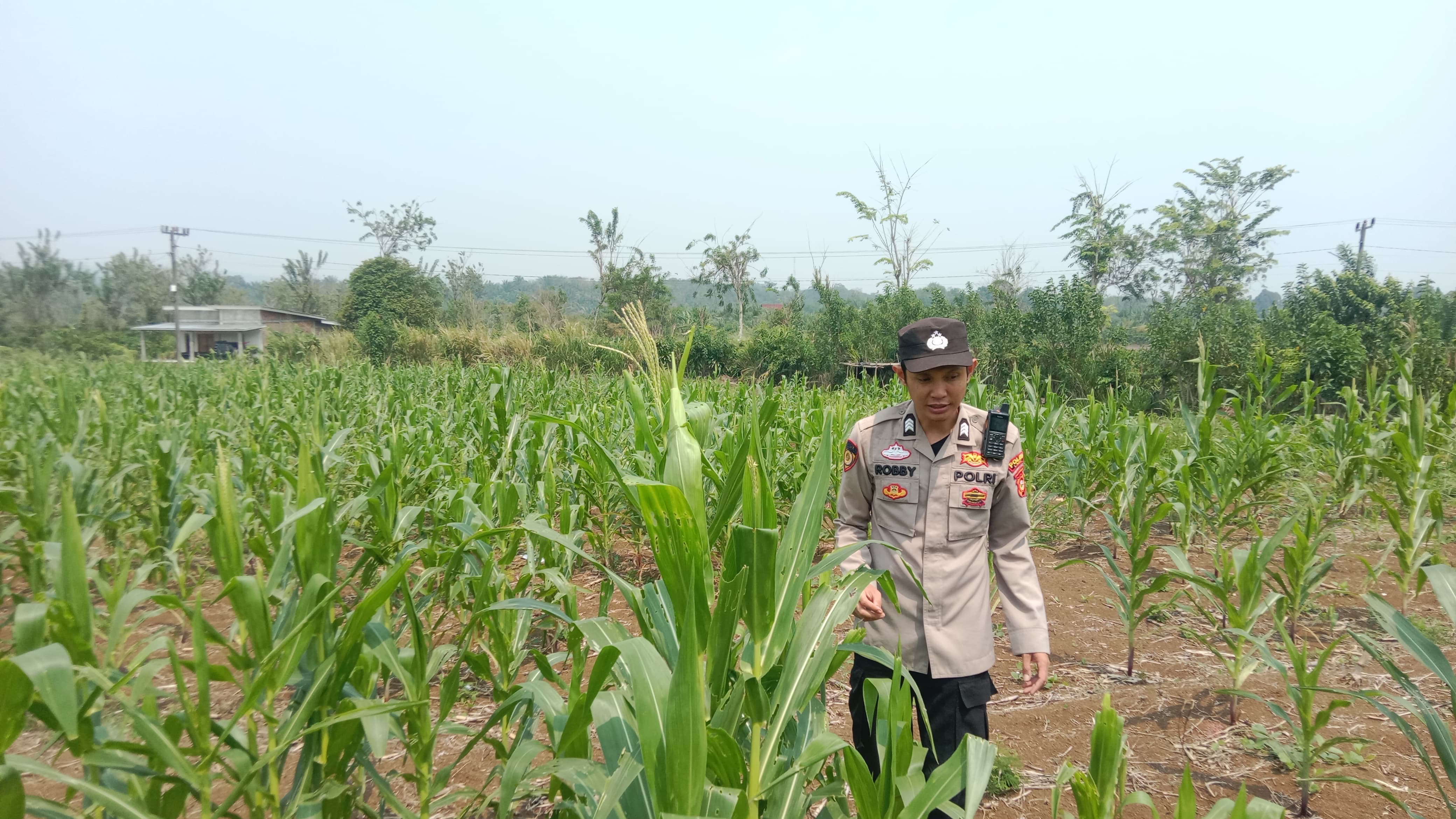Polsek Mulak Ulu Cek Perkembangan Tanaman Jagung di Lahan Dua Hektare Desa Geramat