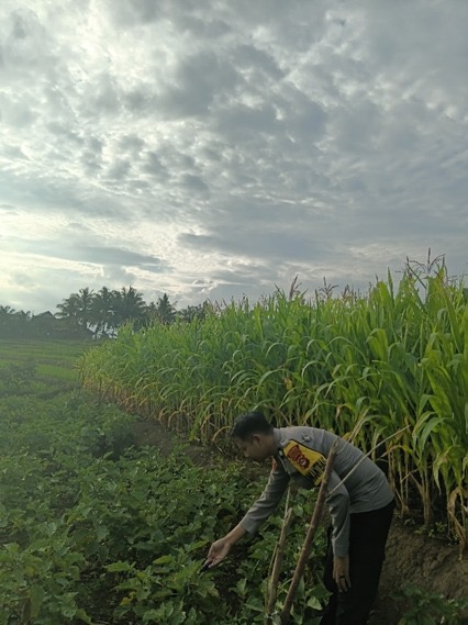 Dorong Ketahanan Pangan, Bhabinkamtibmas Polsek Ulu Musi Cek Pekarangan Bergizi Warga Desa Tangga Rasa