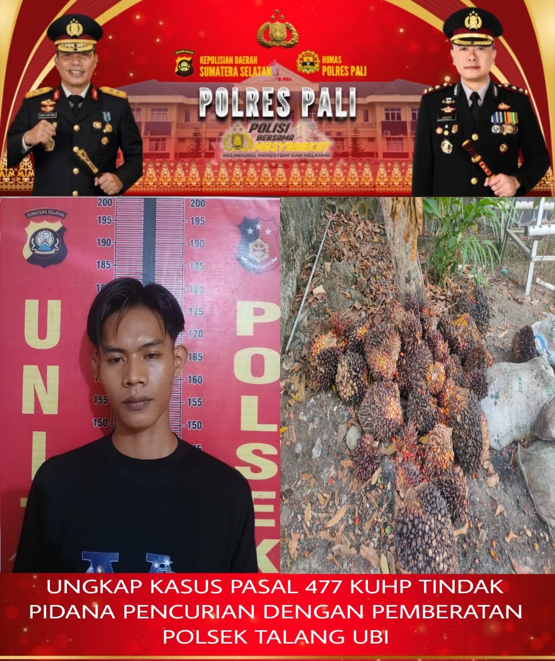 Polsek Talang Ubi Ungkap Kasus Pencurian Sawit di Desa Benuang, Satu Terduga Pelaku Diamankan