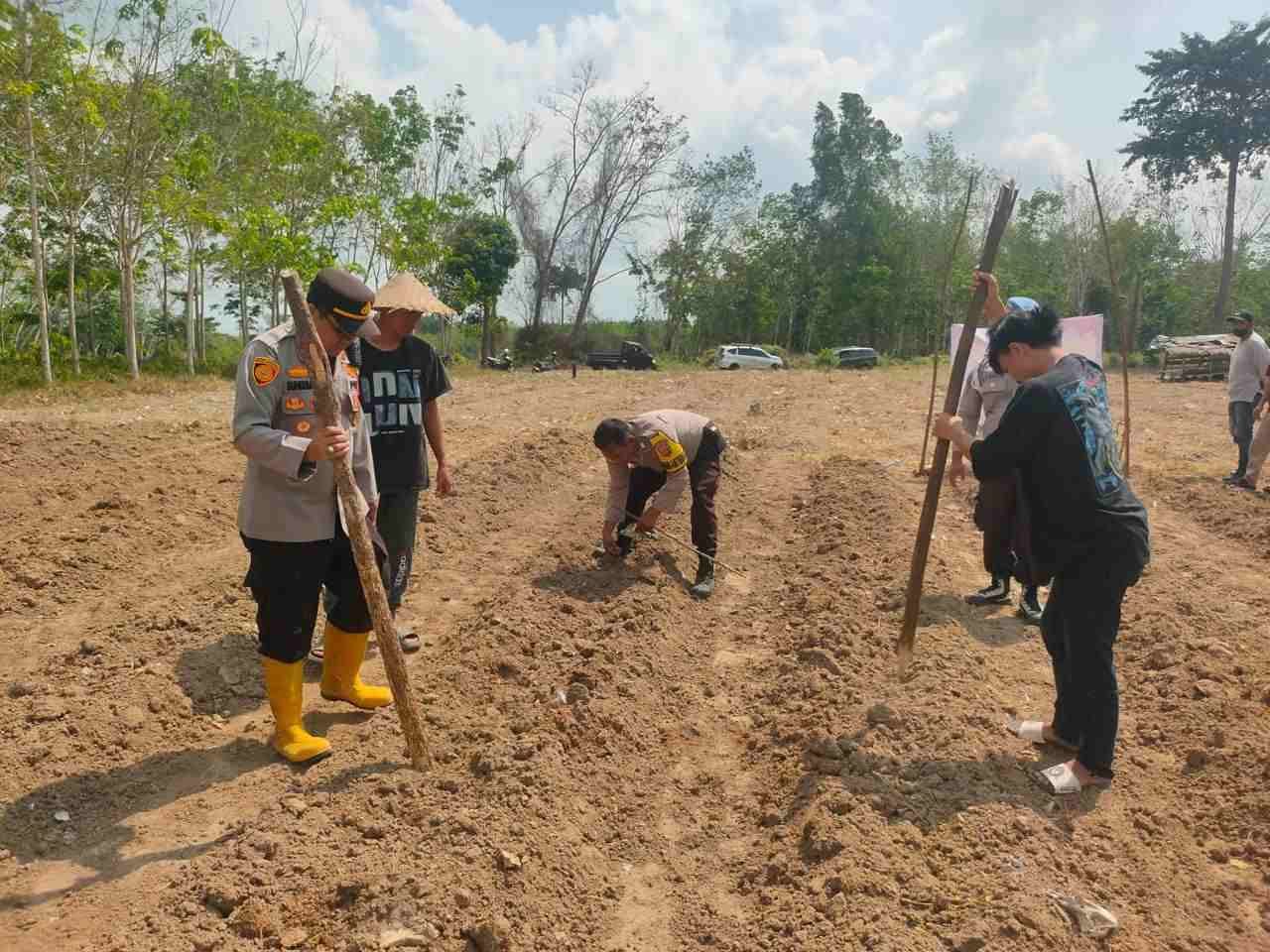 Polsek Sinar Peninjauan Dukung Program Ketahanan Pangan, Tanam Jagung 3 Hektare di Desa Karya Jaya