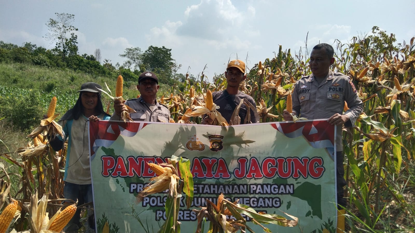 Dukung Swasembada Pangan Nasional, Polsek Gunung Megang Panen Jagung Kuartal II di Lahan Petani Desa Padang Bindu
