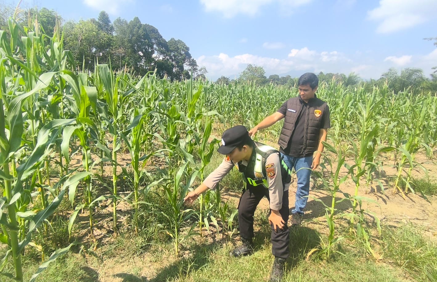 Bhabinkamtibmas Polsek Kikim Timur Cek Perkembangan Tanaman Jagung Kelompok Tani Serumpun Jaya di Desa Lubuk Nambulan