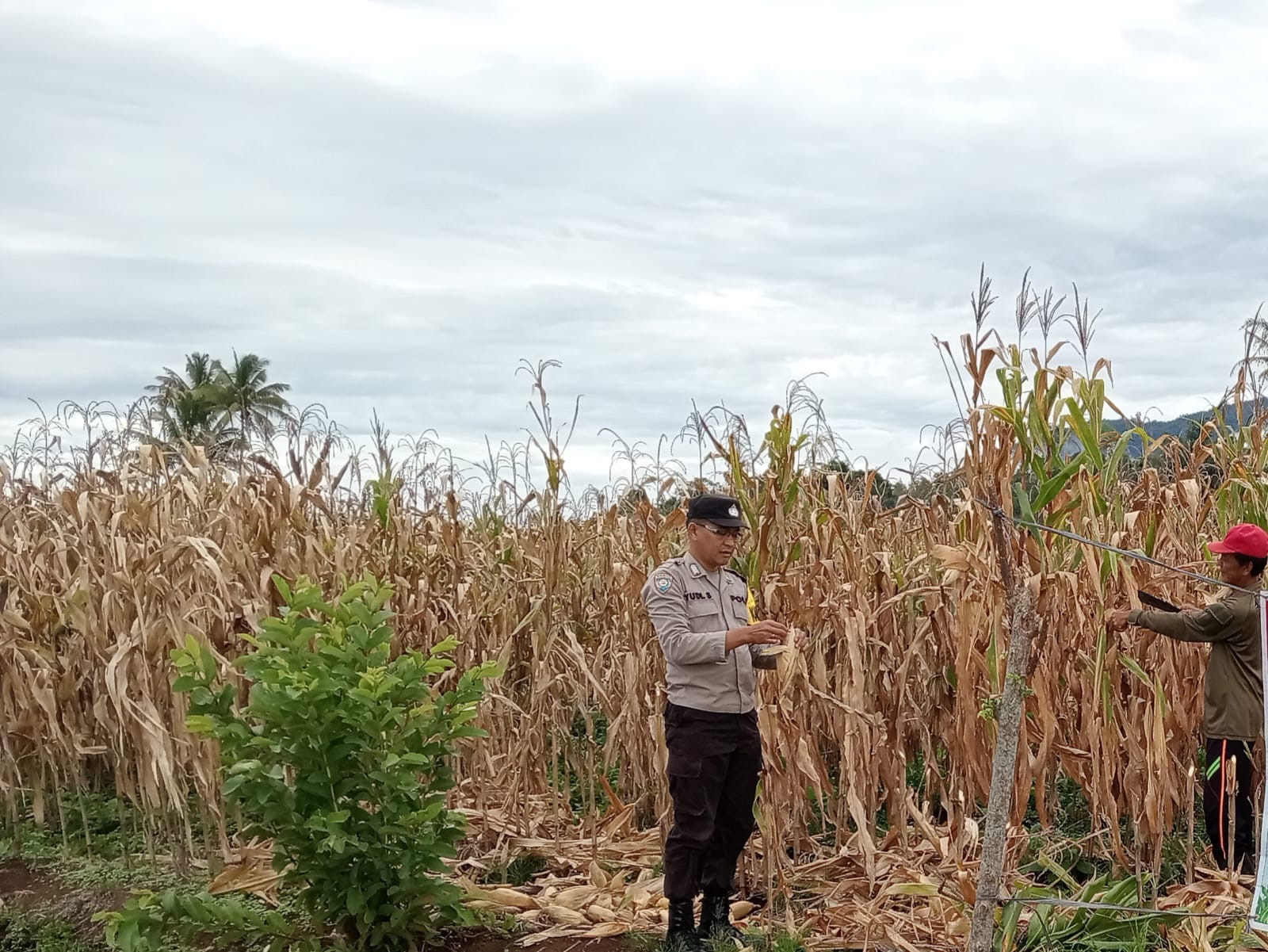 Polsek Pajar Bulan Pantau Panen Jagung Kuartal III, Hasil Diperkirakan Capai 3 Ton