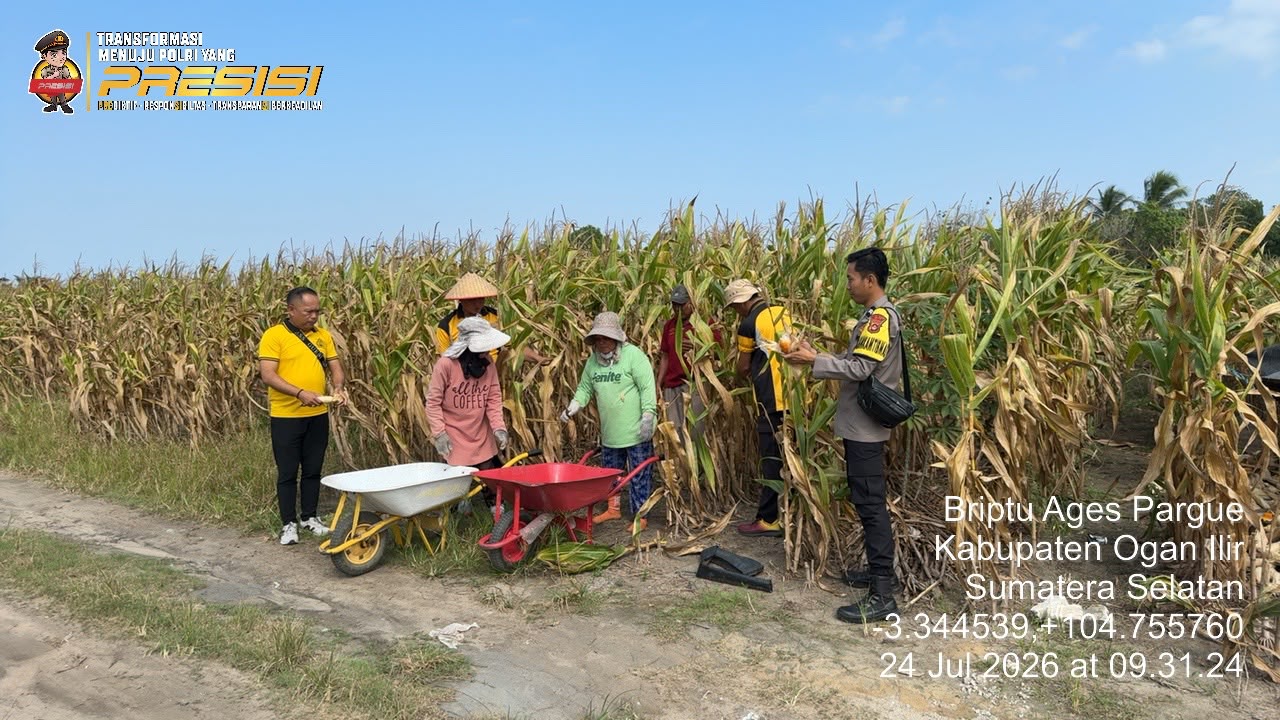 Dukung program pemerintah   Personil Tanjung Raja Hadiri Panen Jagung Program Ketahanan Pangan di Desa Belanti